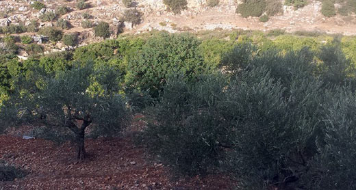 Olive grove, Wadi Qana. Photo: Iyad Mansur
